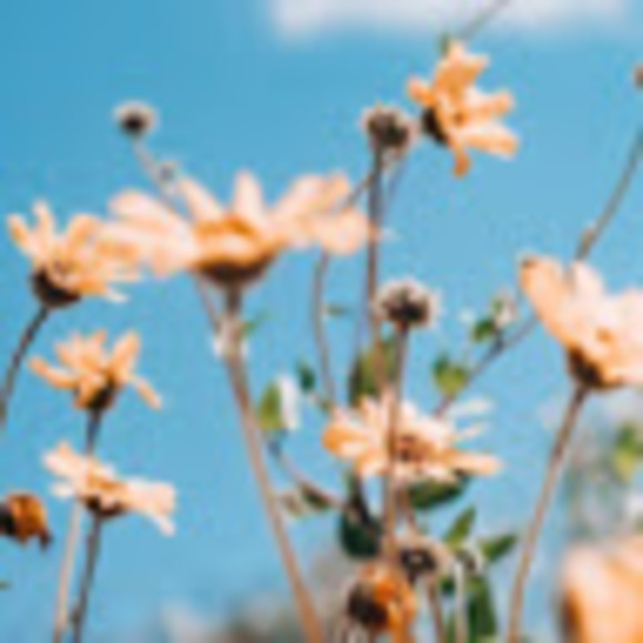 Meet your Posher, Olivia - Picture 1 of 2